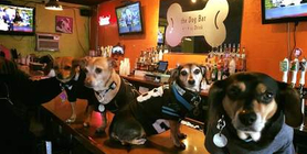 Dog Bar